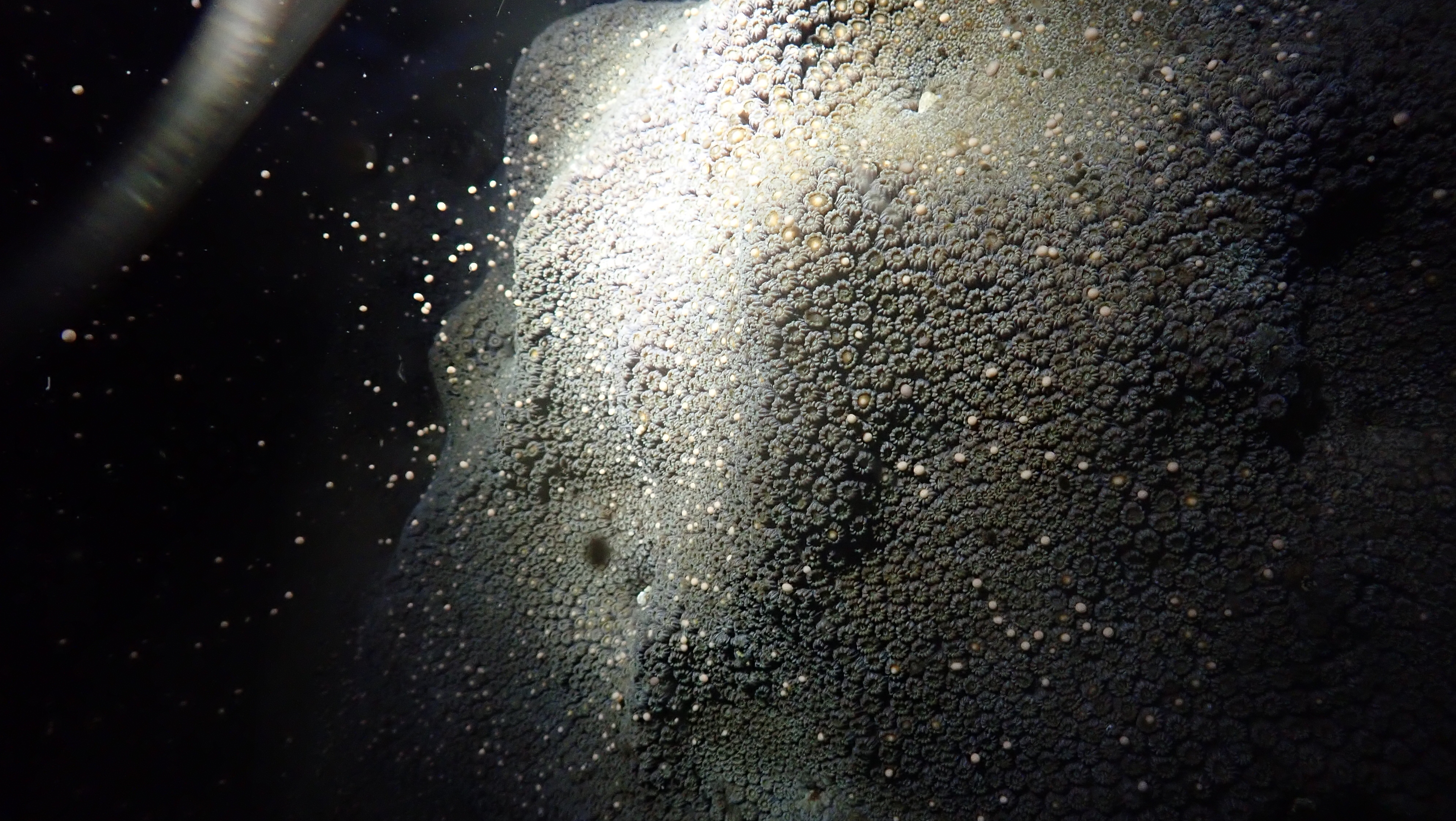 Criar larvas de coral: un nuevo esfuerzo para salvar los arrecifes en Colombia