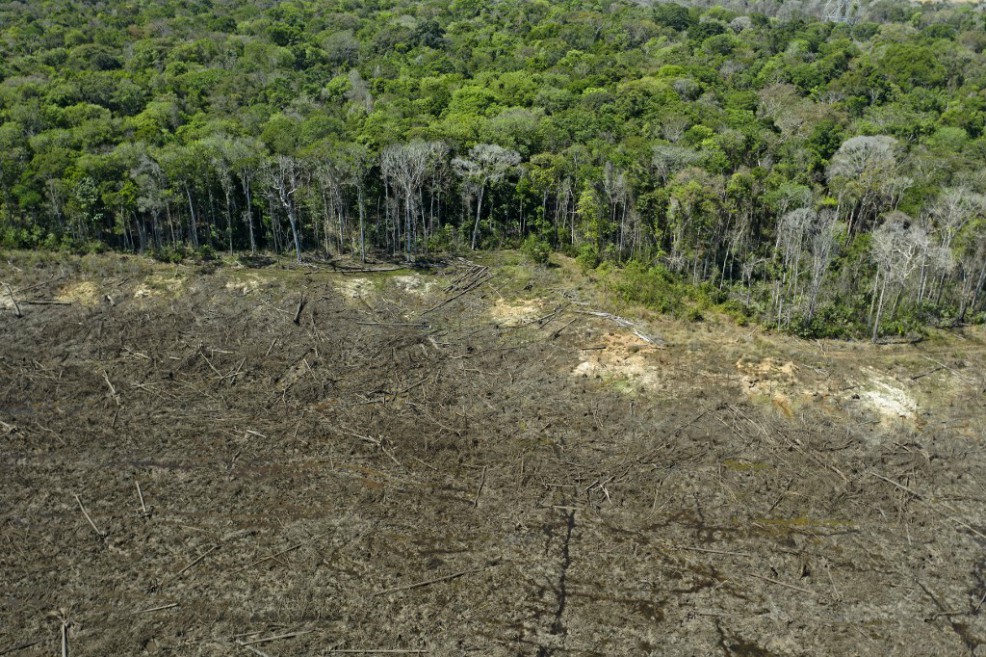 Investigan tala de árboles en San José del Guaviare para construcción de parqueaderos