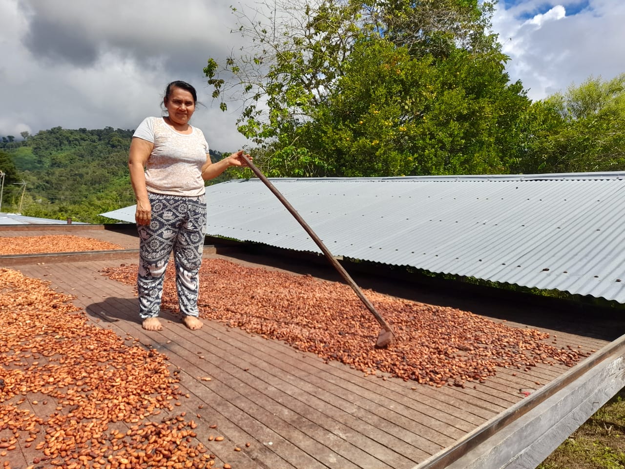 El cacao es uno de los proyectos enmarcados en acuerdos de conservación en zona del Parque Nacional Natural (PNN) Serranía de los Yariguíes, departamento de Santander.
Foto: PNN