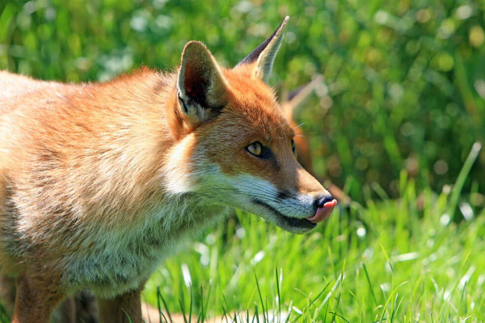 Estados Unidos vuelve a autorizar «bombas de cianuro» contra animales salvajes