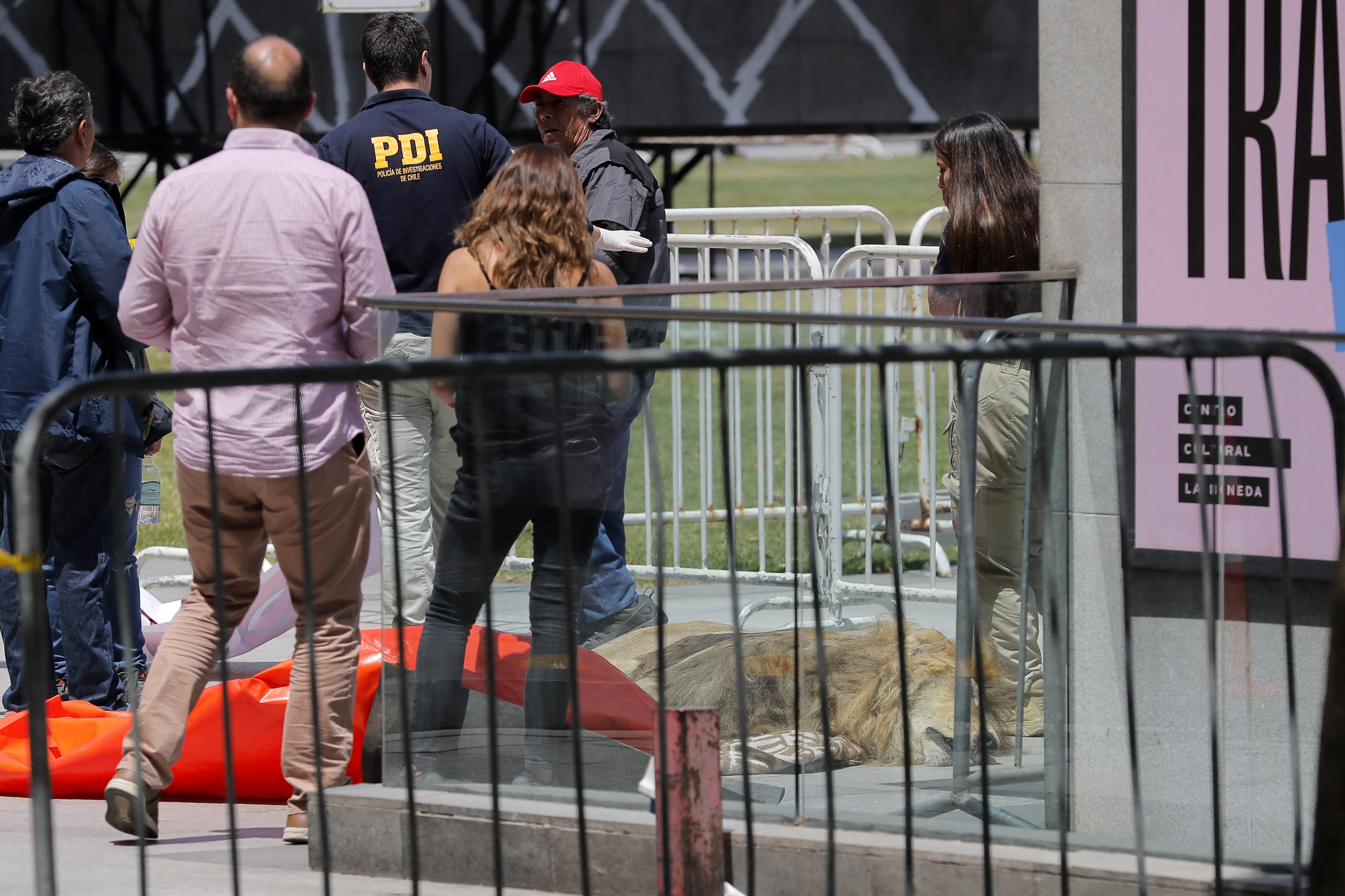 El cuerpo de un león muerto fue arrojado frente al Palacio de la Moneda, en Chile