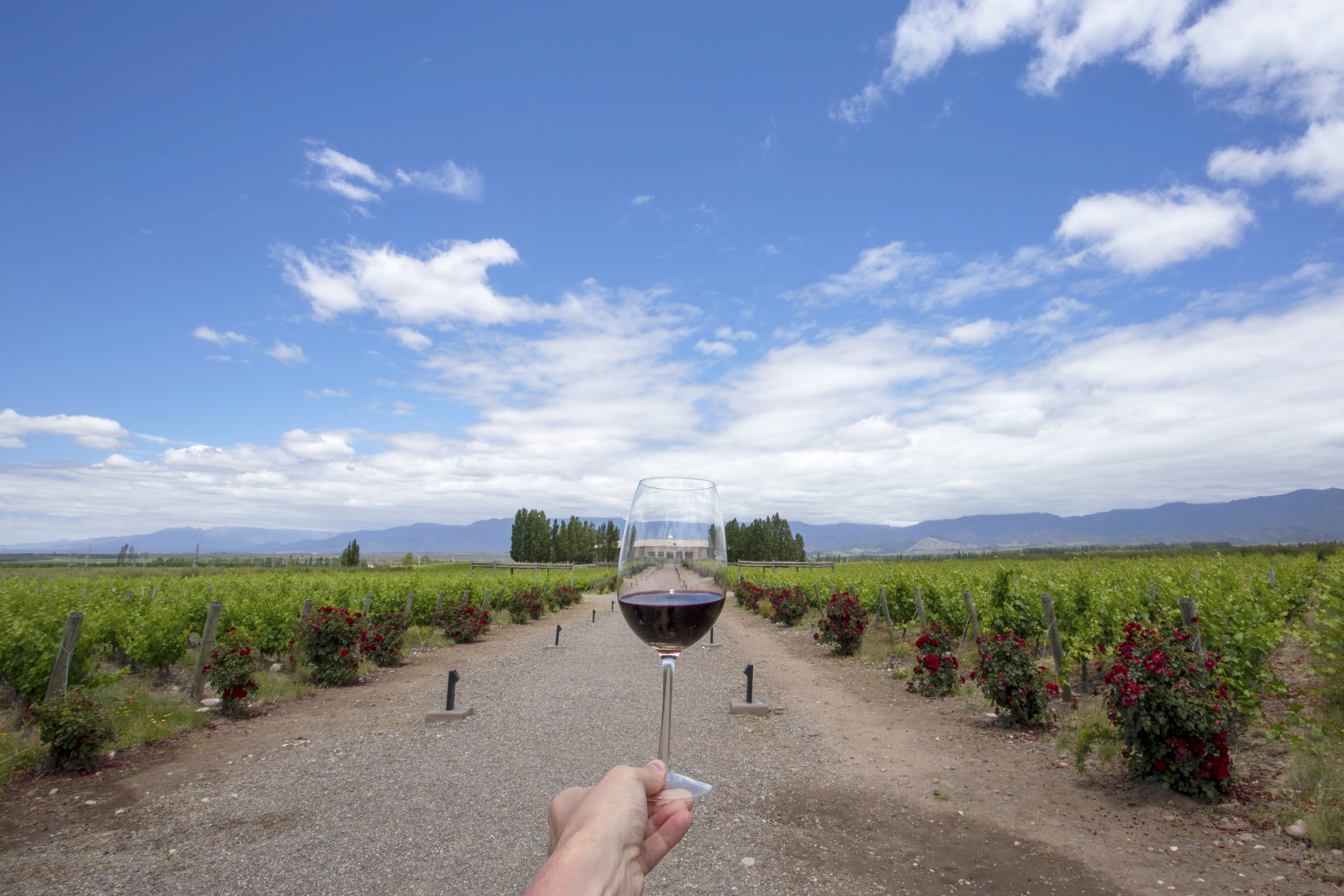 Se dice que el mejor Malbec del mundo se encuentra en Mendoza, Argentina.