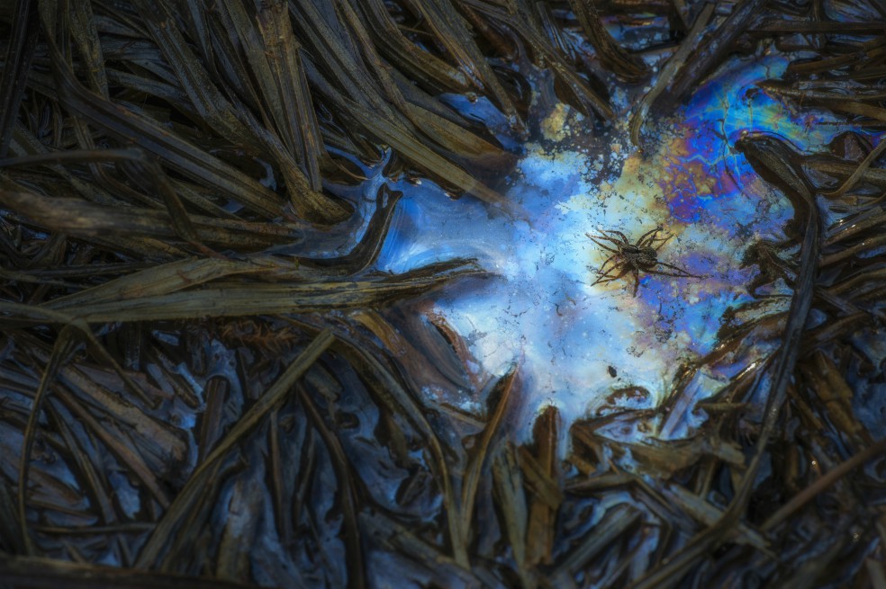 “Spider in the Swamp” de Csaba Daroczi, segundo lugar en categoría Animales.