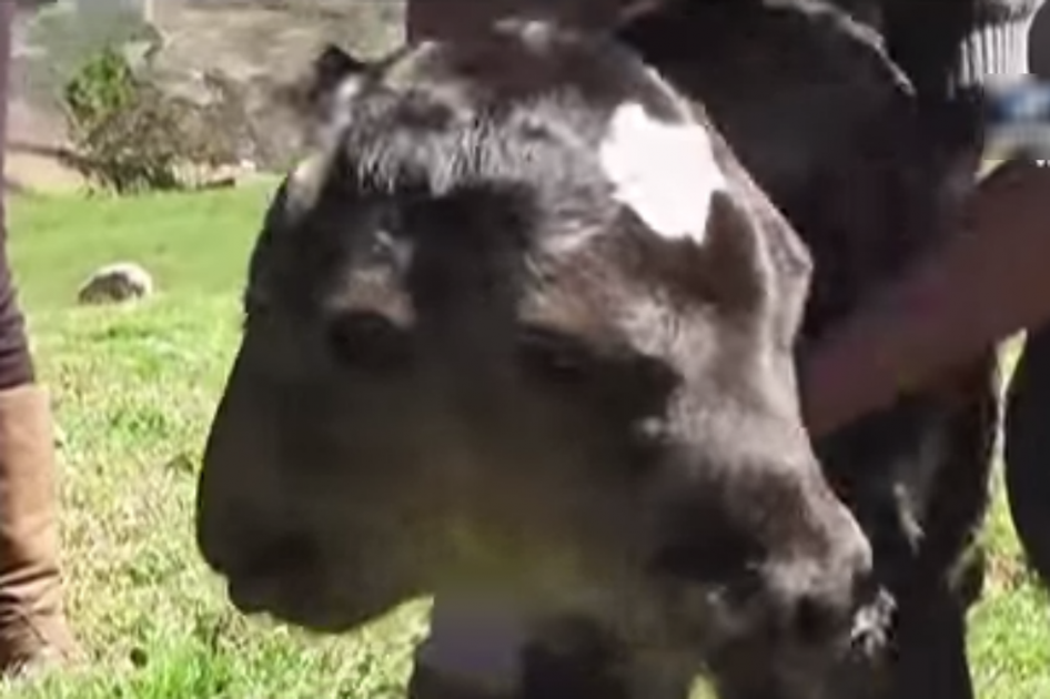 Nace ternera con dos cabezas en el norte de Perú