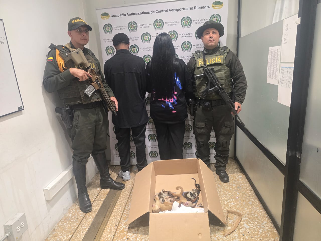 Capturan a dos personas que querían sacar a seis primates en vuelo desde Medellín