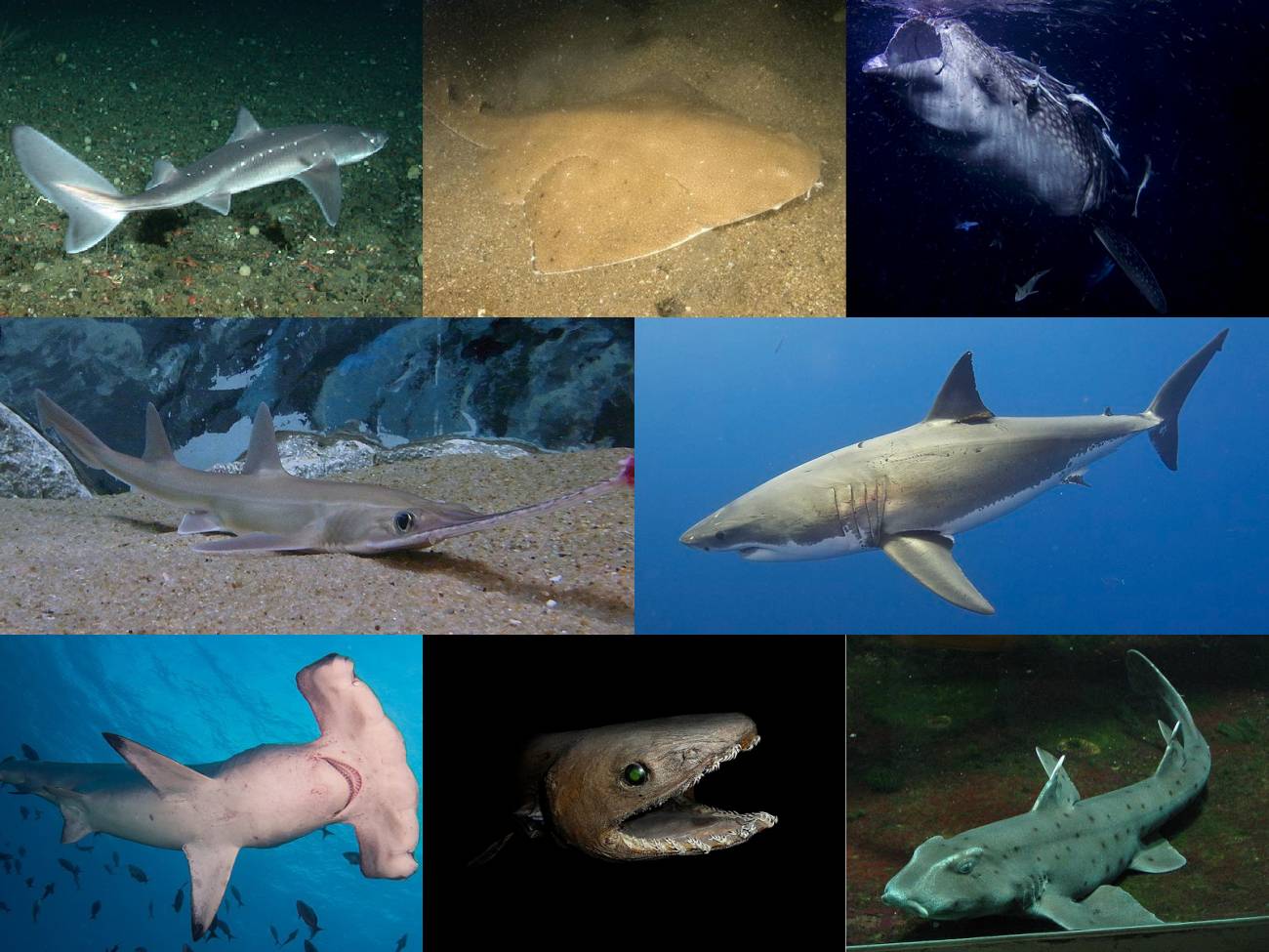 El evento, hasta ahora desconocido, que extinguió al 90% de los tiburones