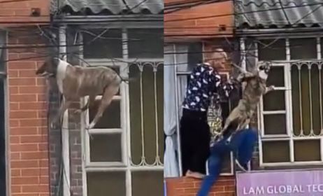 Video: Rescatan a perro que quedó atrapado en unos cables de la luz