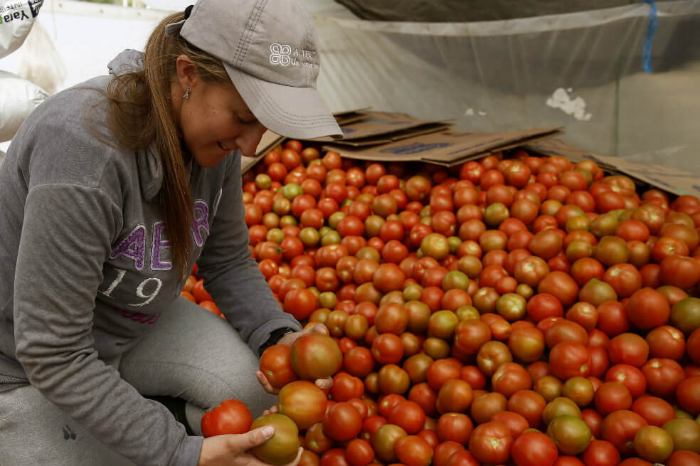 Liderazgo femenino en agroindustria colombiana crece entre cultivos de tomate