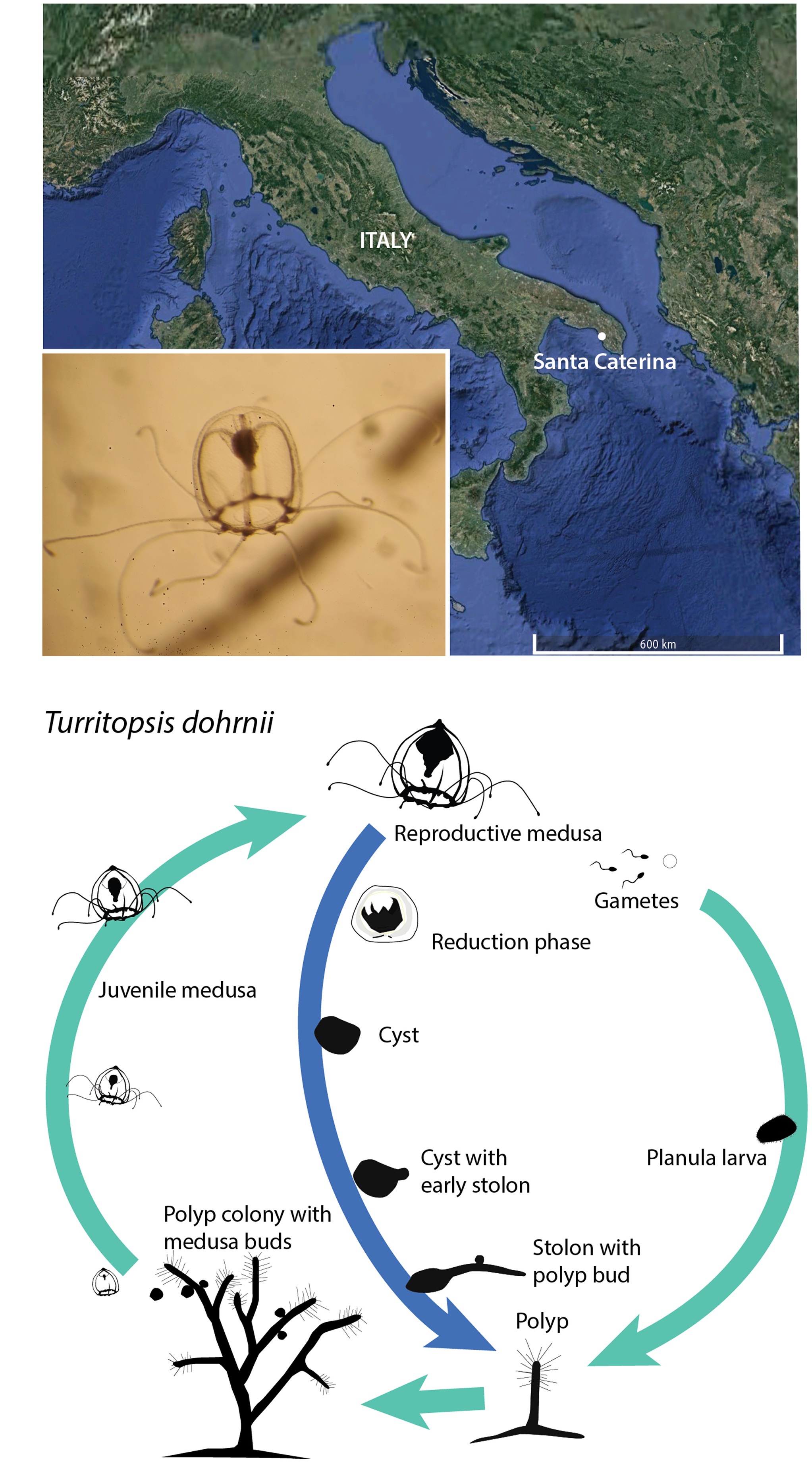 Esta imagen muestra el diagrama del ciclo de vida de esta especie de medusa. Las flechas de color azul claro indican el ciclo de vida típico, mientras que las de color azul oscuro indican el proceso de rejuvenecimiento.