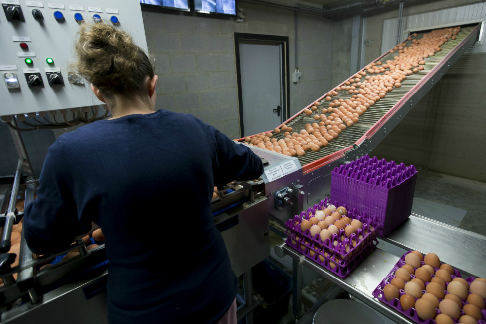 Crece el escándalo por huevos contaminados en Europa