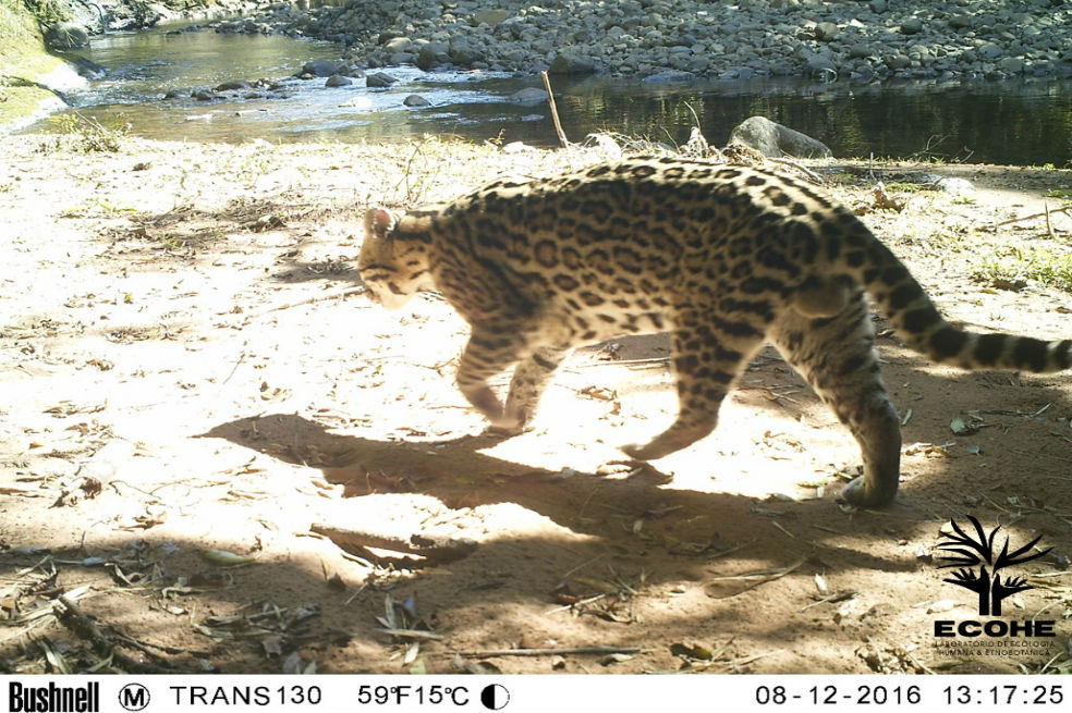 Registran masiva pérdida de mamíferos en bosques de Brasil