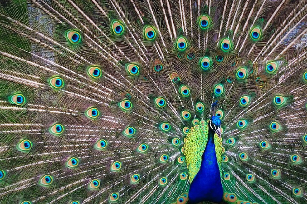 Las aves en las que un sexo tiene un plumaje más llamativo que el otro tiende a tener canciones menos interesantes y más monótonas.  / Pixabay