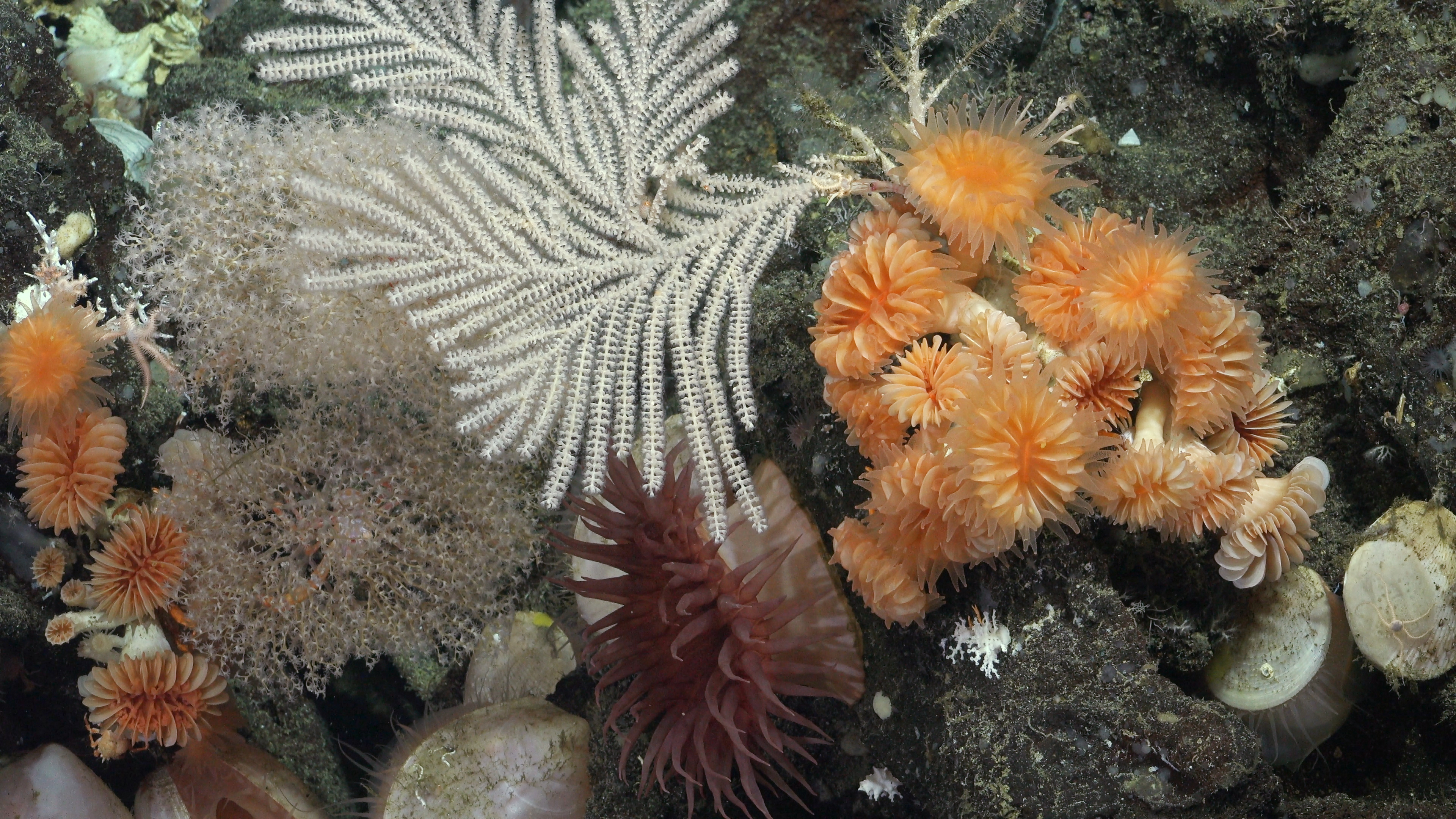 AME894. GALÁPAGOS (ECUADOR), 26/10/2023.- Fotografía cedida hoy por el Instituto Oceánico Schmidt que muestra un arrecife de coral en aguas profundas junto a las Islas Galápagos (Ecuador). Dos nuevos arrecifes de coral prístinos fueron descubiertos en las aguas frías y profundas de las Islas Galápagos (Ecuador), que se suman al primero hallado en abril de este año, según anunciaron este jueves la Fundación Charles Darwin (FCD) y el Ministerio de Ambiente, Agua y Transición Ecológica de Ecuador. EFE/Instituto Oceánico Schmidt /SOLO USO EDITORIAL /SOLO DISPONIBLE PARA ILUSTRAR LA NOTICIA QUE ACOMPAÑA (CRÉDITO OBLIGATORIO)