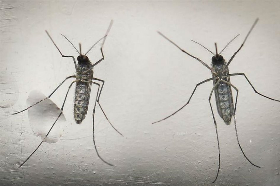 OMS recomienda abstenerse de tener relaciones sexuales a quienes regresan de países con zika