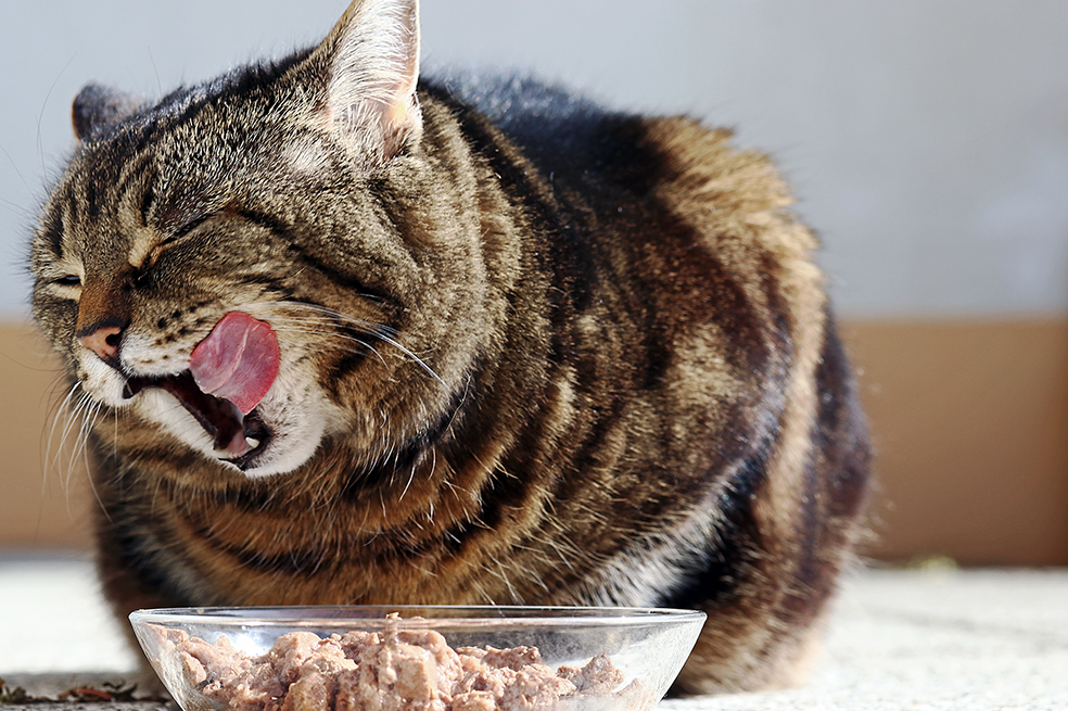 Lo que no sabías sobre el alimento para tu mascota