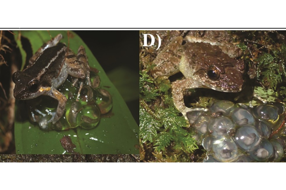 Encuentran nueva especie de rana con colmillos y sería la más pequeña del mundo