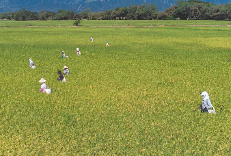 Producción récord y precios bajos: la mala hora del arroz