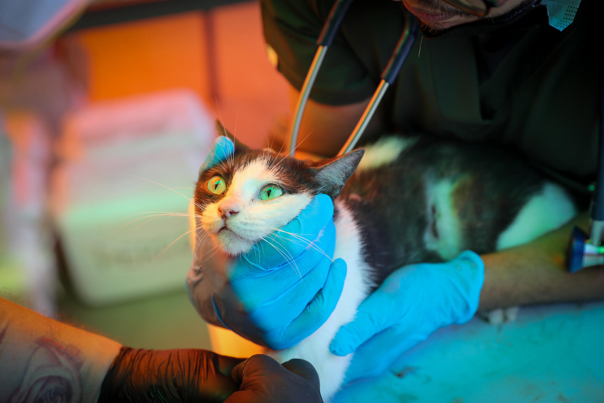 AME6818. LA GUAIRA (VENEZUELA), 02/07/2026.- Médicos veterinarios brindan asistencia a un gato en una carpa de atención veterinaria este jueves, en La Guaira (Venezuela). EFE/ Raúl Martínez