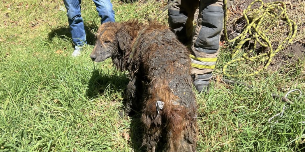 Tras la evaluación veterinaria pertinente, el canino fue entregado a su cuidador.