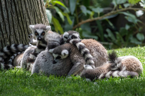 El simio despierto: ¿por qué las personas duermen menos que sus parientes primates?