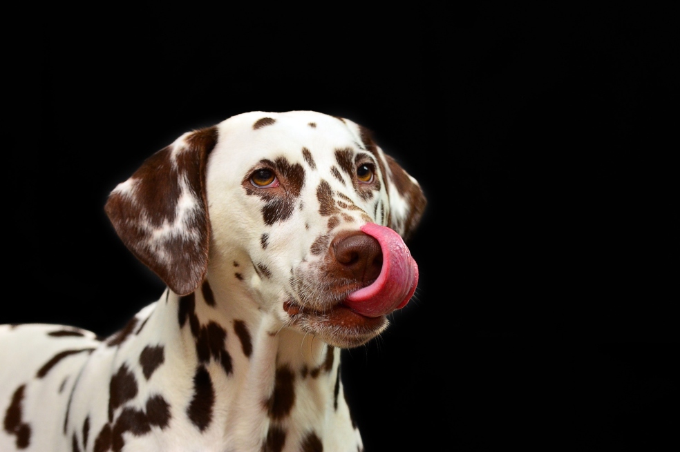 Cuando los perros se manifiestan contra el Brexit