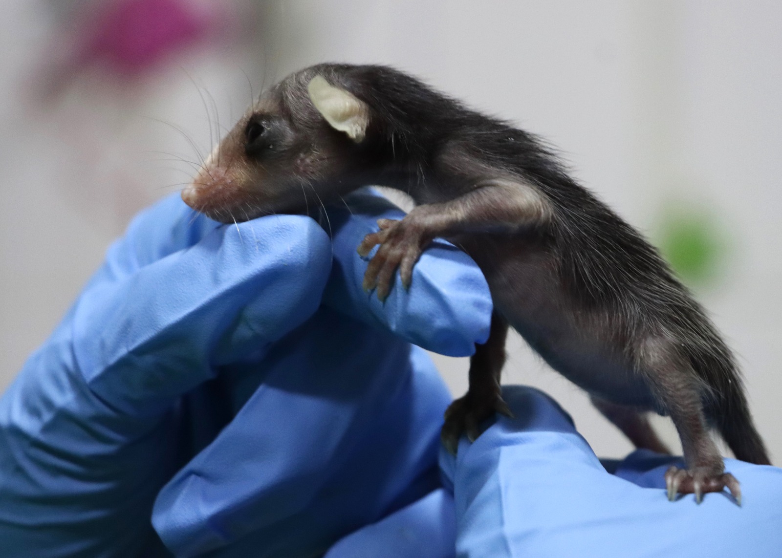 (Video) Estos bebés de fauna silvestre son criados artificialmente en Colombia