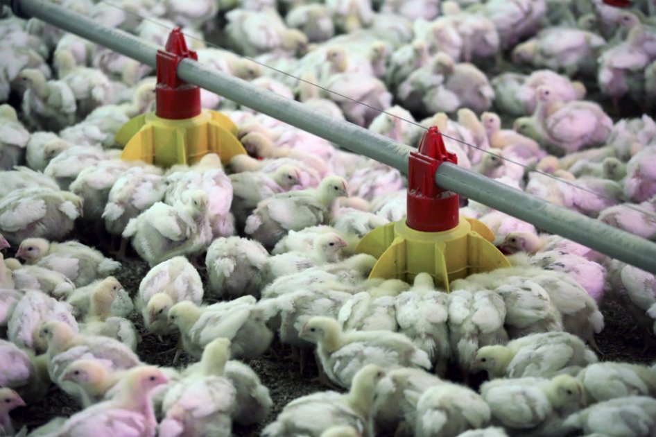 El pollo es una de las principales importaciones de Cuba. / Bloomberg News
