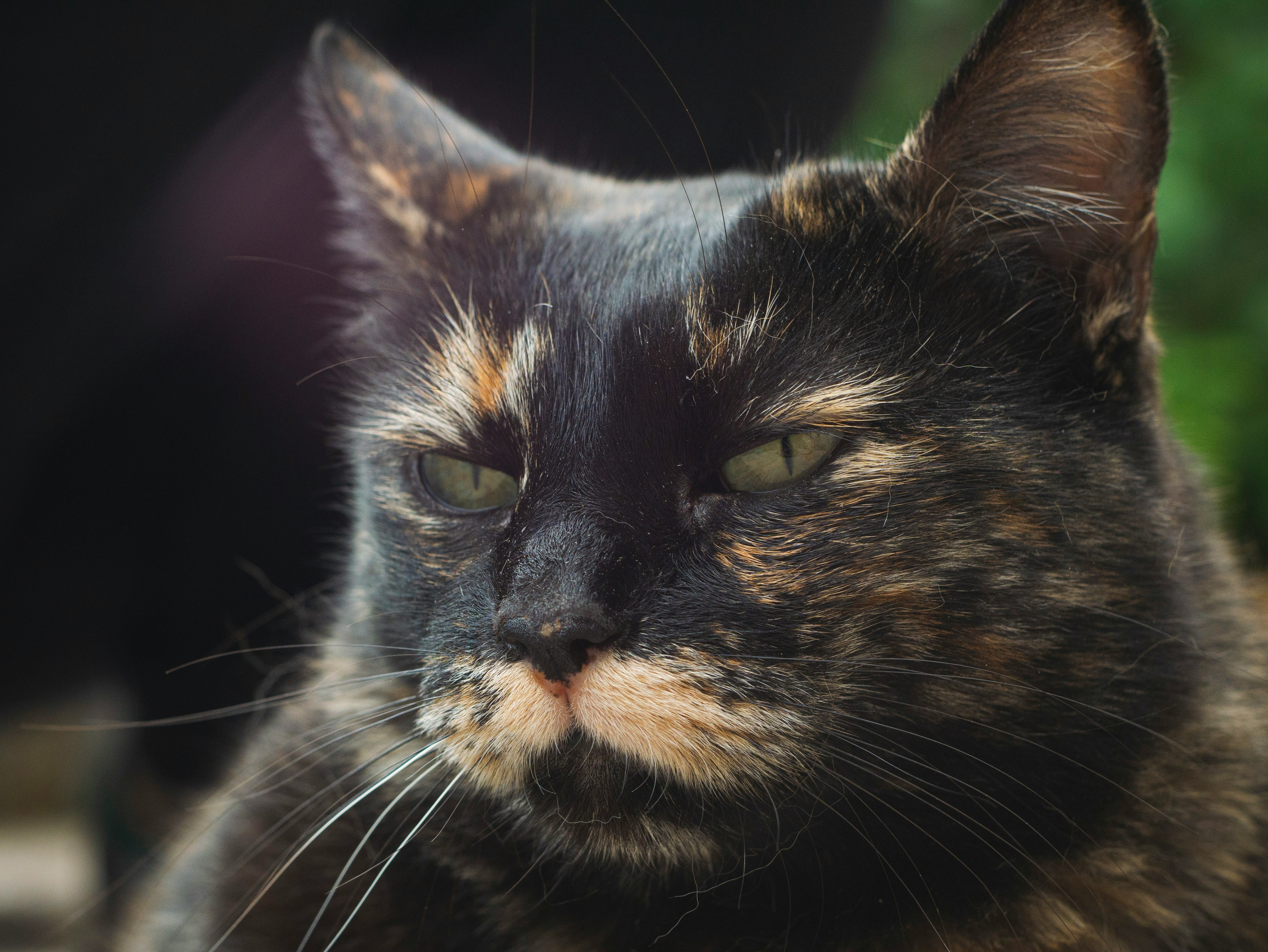 Las enfermedades que pueden empezar a tener los gatos viejos: ¿desde qué edad?