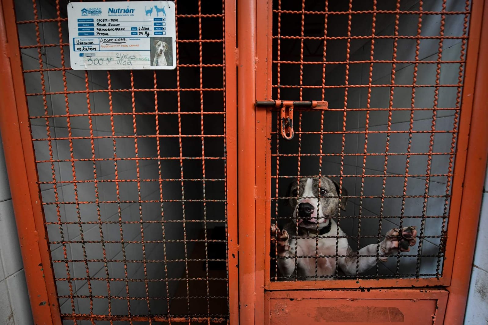 En imágenes: Por qué los animales no son un simple regalo de Navidad