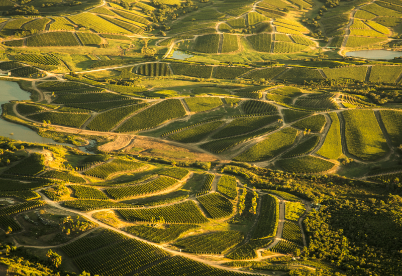 Los vinos sureños de América