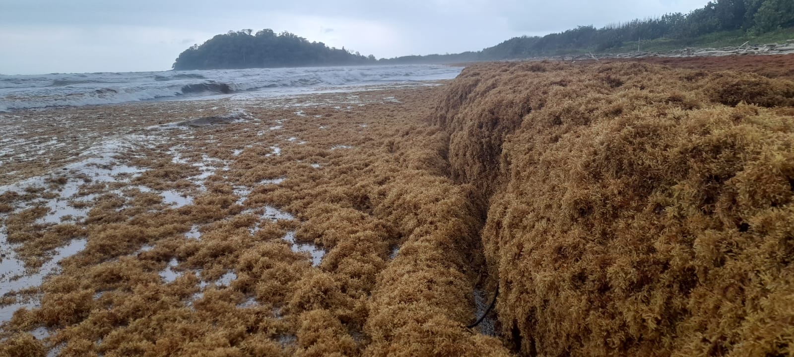 Minambiente alerta llegada de 22.000 toneladas de sargazo a las costas de Chocó