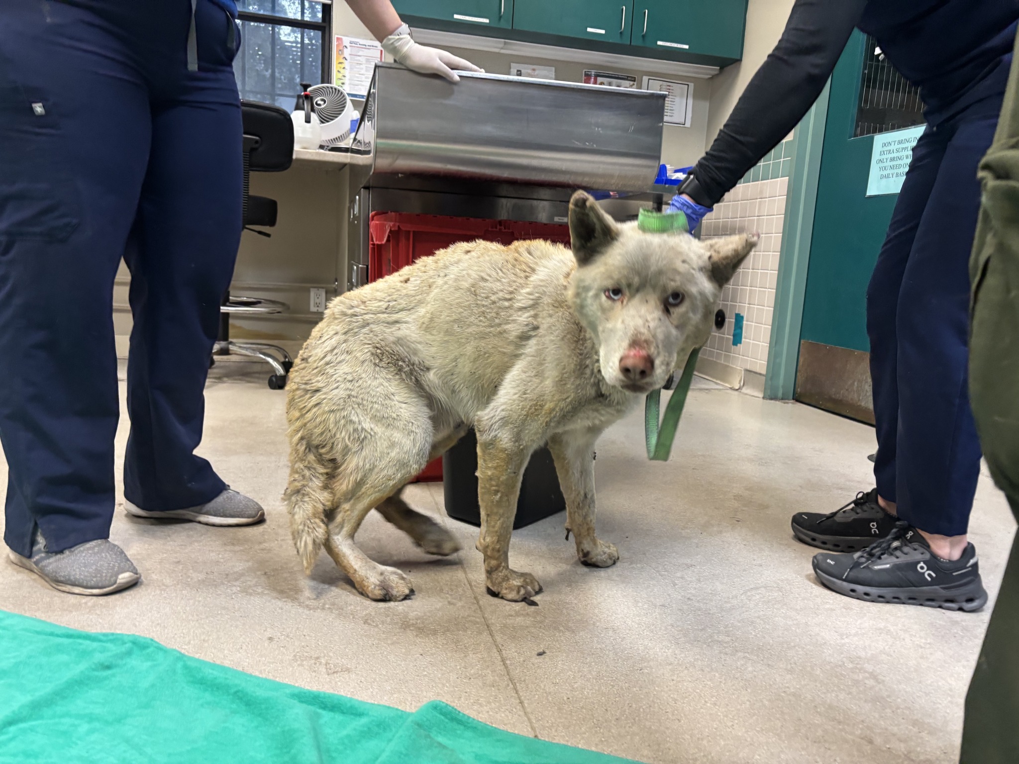 Más de 300 animales han sido rescatados de los incendios en California