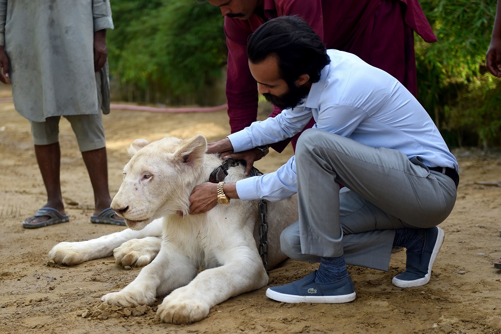 Foto: AFPEl empresario admite poseer más de 4.000 animales de 800 especies, como cebras, flamencos rosados y caballos. Parte de ellos viven en una propiedad de casi cuatro hectáreas. Los tigres y leones son "las joyas de la corona".