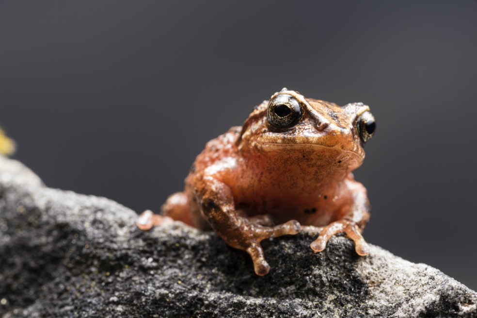 En Colombia habita cerca del 10% de las especies de anfibios registradas en todo el mundo.