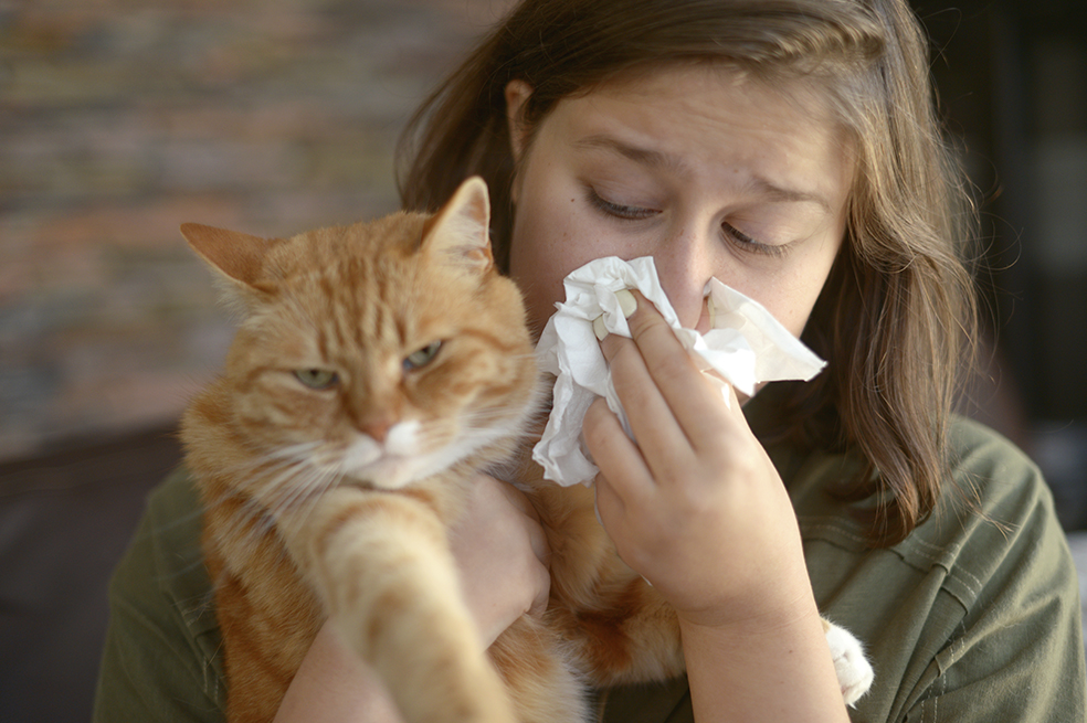 Si tienes gatos y sufres de rinitis alérgica, así la puedes tratar