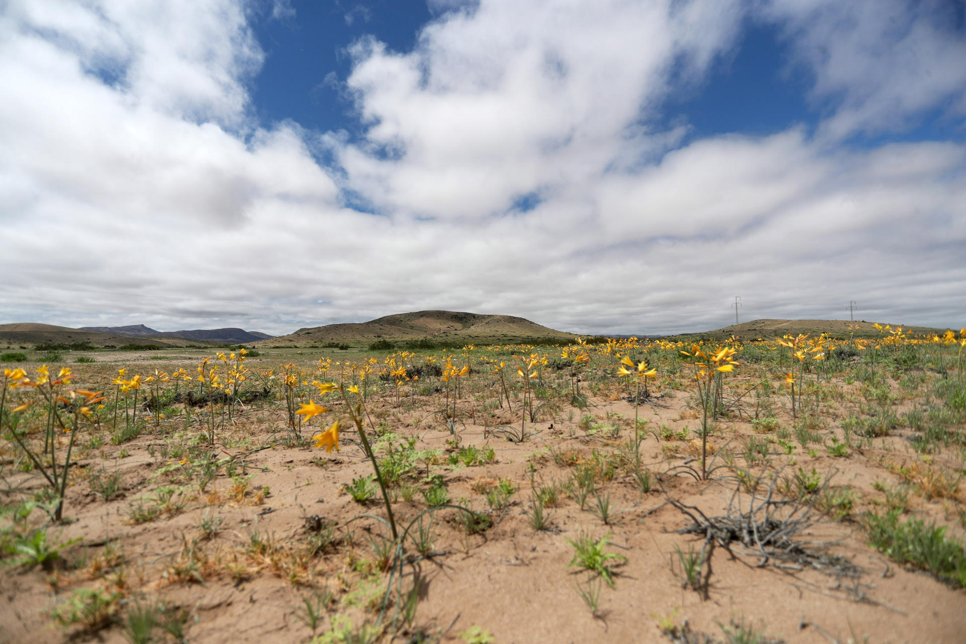AME4094. COPIAPÓ (CHILE), 01/10/2025.- Fotografía del 28 de septiembre de 2025 que muestra flores en el desierto de Atacama, en Copiapó (Chile). Como todas las primaveras australes, el desierto de Atacama, uno de los más áridos del mundo, destapó su mágica y única floración, que inundó las desoladas planicies de vivos colores. EFE/ Hernán Contreras
