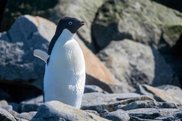 Los pingüinos Adelia dieron positivo pero sin mostrar signos de la enfermedad. /Getty