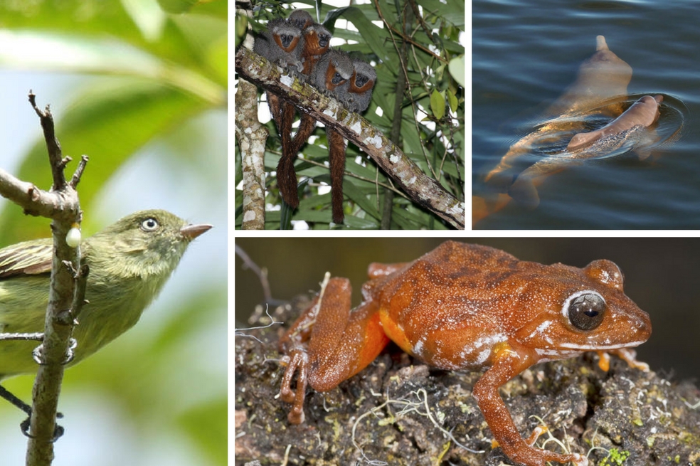 Entre 2014 y 2015 fueron descubiertas 381 especies nuevas en el Amazonas