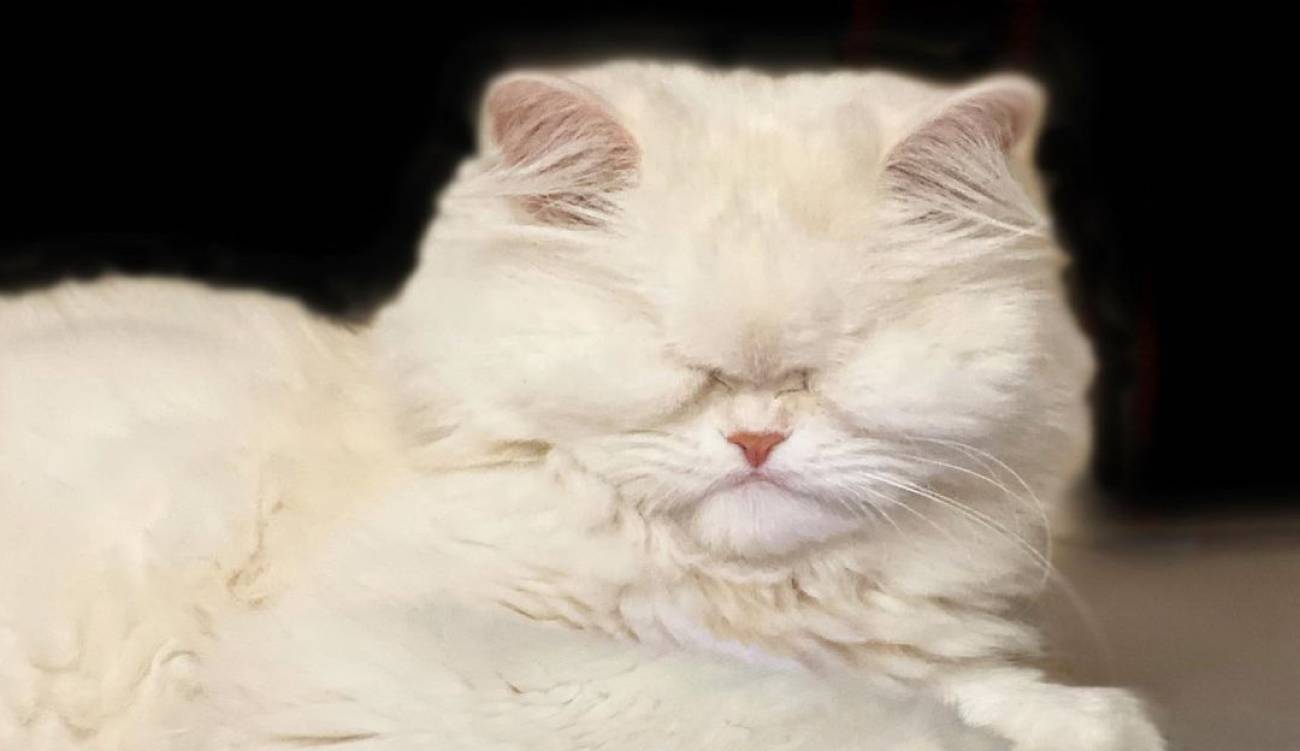 Moet, la gatica blanca y ciega que conquistó las redes.