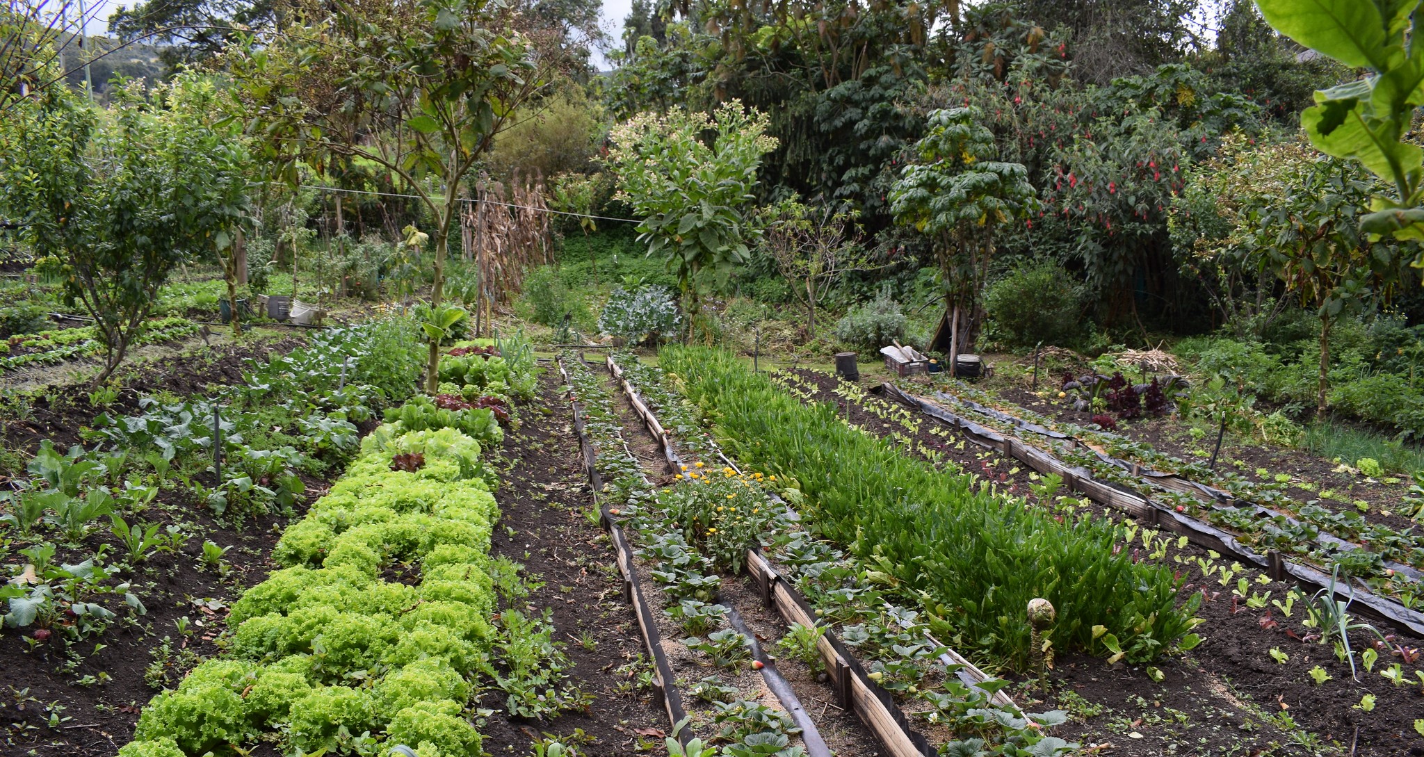 Más del 70% de los alimentos que llegan a las mesas de Colombia vienen de la agricultura campesina, familiar y comunitaria.