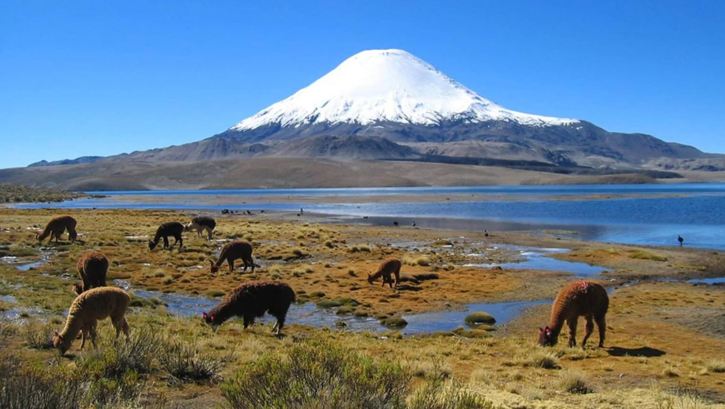 Senderismo en el Parque Lauca: cuatro rutas imperdibles en el altiplano chileno