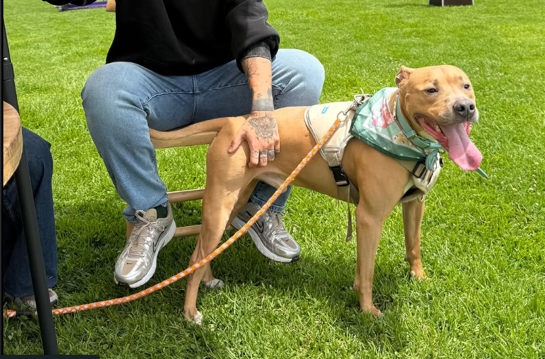 Magnus, pitbull que venció el cancer