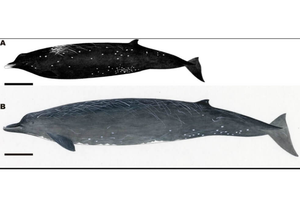 Conozca a la «ballena negra», una especie recientemente descubierta en Japón