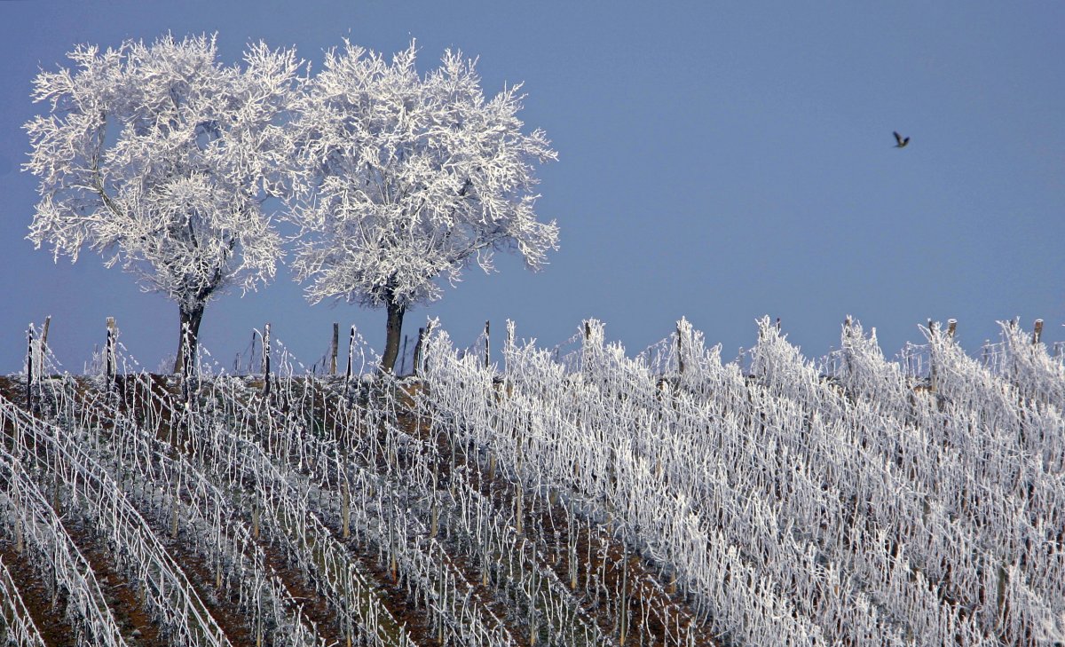 Clima y vinos