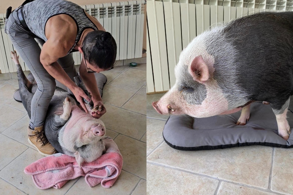 ¿“Pedicura” para cerdos? Una exitosa idea de negocio en este país europeo