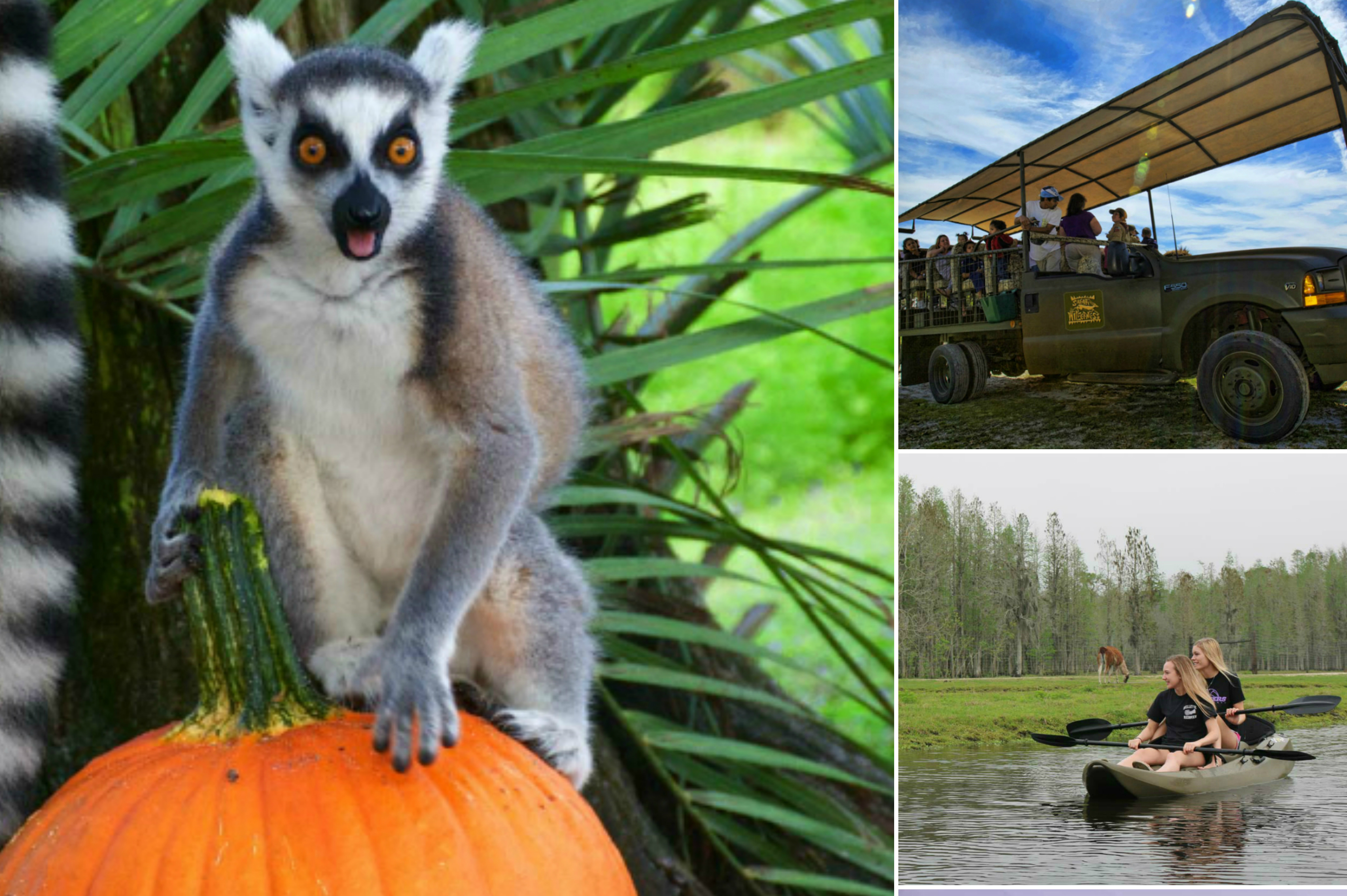 Safari  Wilderness Ranch: una aventura natural en la Florida