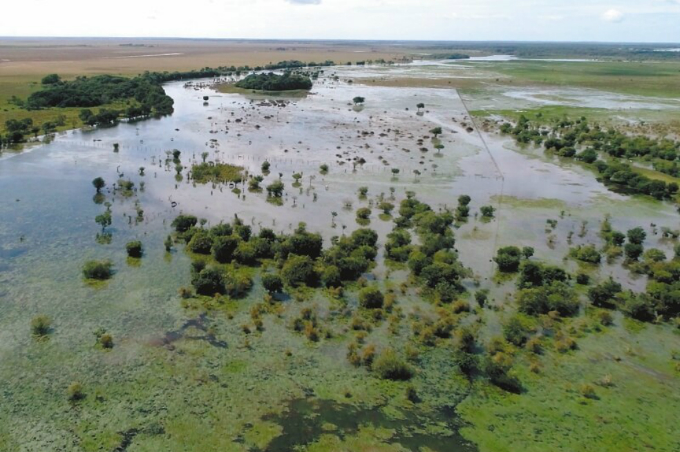 Ganadería sostenible, la apuesta en los Llanos