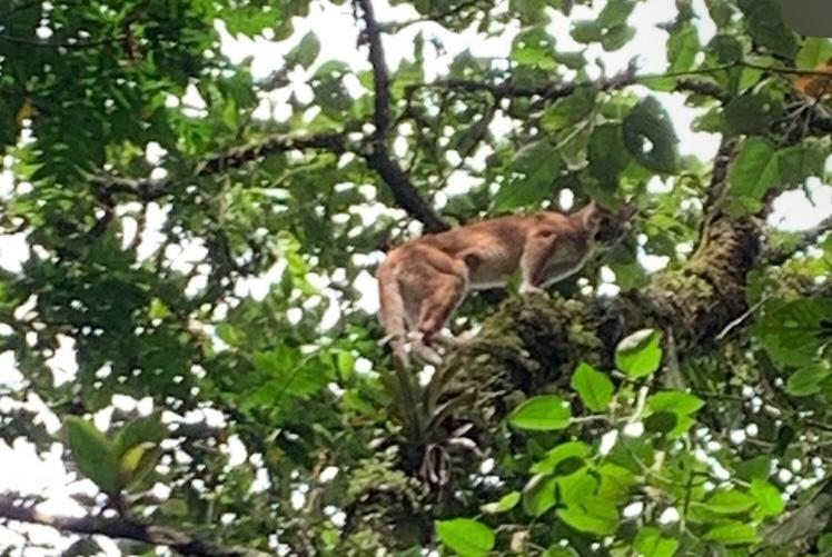 Video: puma fue visto desplazándose por los árboles de una reserva en Sabaneta