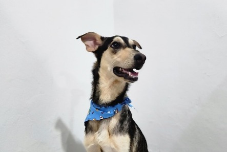 “Nos mintieron”: Bruno volvió a la fundación tras una adopción irresponsable