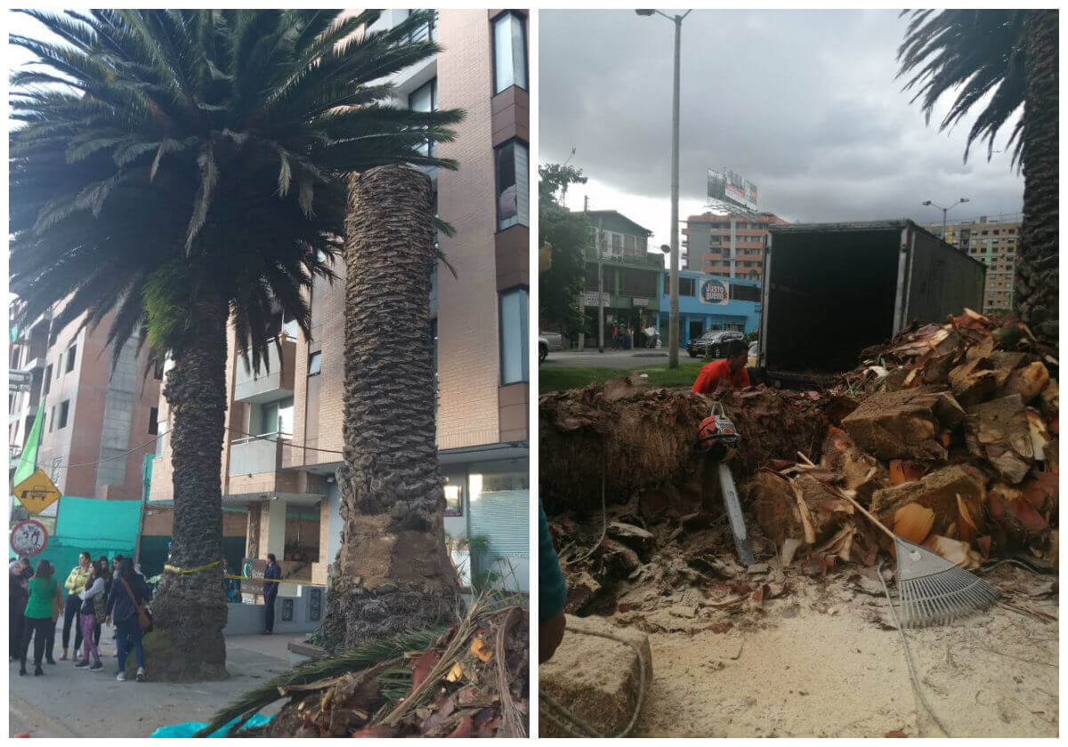 Personería pide suspender tala de dos palmas centenarias en el norte de Bogotá